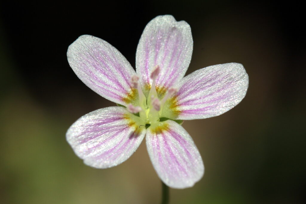 Virginia Spring Lily
